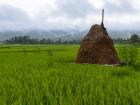 Madi has lots of agriculture, including rice fields, due to the fertility of its soil which is caused by rivers moving into the floodplain
