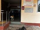 There are always dogs hanging outside the canteen, waiting for their chance to eat! 