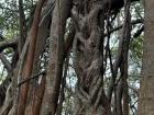 Braided roots on the Banyan tree 