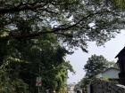 Many people travel the tree lined streets on scooter