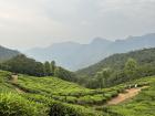 Last year, I went to Kerala as well--here are the tea plantations of Munnar