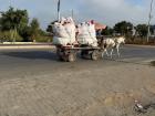 Horse and Buggy