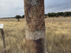 Roman Mile Stone