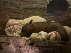 Look how cute this wombat is while sleeping!