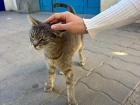 This local cat craved burek, but received emotional support pets instead