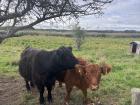 Highland cows at the Brabrand Lake park