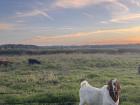 A goat at the Brabrand Lake park