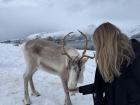Feeding a reindeer from a Sámi reindeer herd in Tromsø, Norway