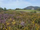Beautiful wildflowers on my hike in A Guarda, Spain