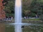 Spotted a black swan in the pond in the fountain of Madrid's large park