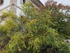 Spotted a pomegranate tree in Santiago de Compostela, Spain