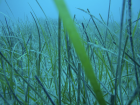 A healthy seagrass meadow of cymodea nodosa in Cabrón, Gran Canaria