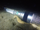 A seahorse investigating the flashlight we were using during a night dive