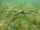 A spider crab posturing in defense amongst a seagrass meadow in New York, USA