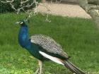 One of the peacocks I spotted while exploring Prague