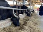 A water buffalo, the source of southern Italy's famous buffalo mozzarella