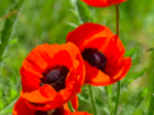 Poppies in a field (Google Images)