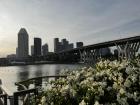 The Singapore skyline with flowers in front