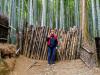 A walk through the sunny bamboo forest