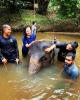 Bathing with baby elephants at an elephant sanctuary in Pahang
