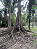 Me standing under a huge tree at a park named Horto Florestal